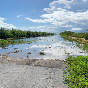 Old Tamiami Trail Removal Design